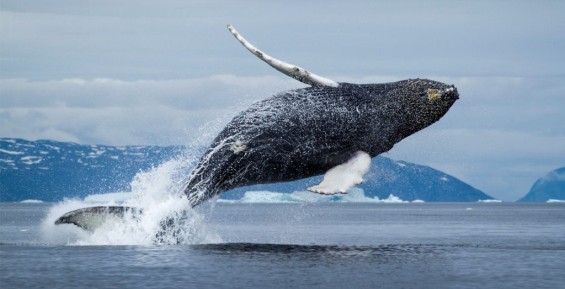 Гренландского кита выловили около Лорино