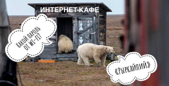 Чукотские белые медведи «взволновали» интернет