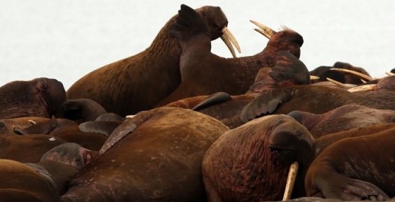 На Чукотке моржей впервые считают при помощи квадрокоптера