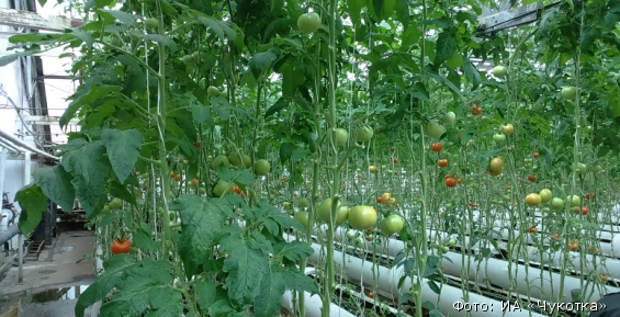 Более 70 тонн урожая собрали в этом году на билибинской «Росинке»