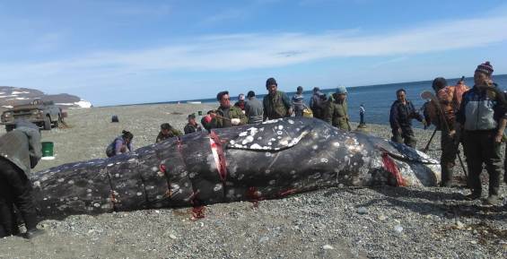 Первого кита в этом сезоне добыли в селе Янракыннот