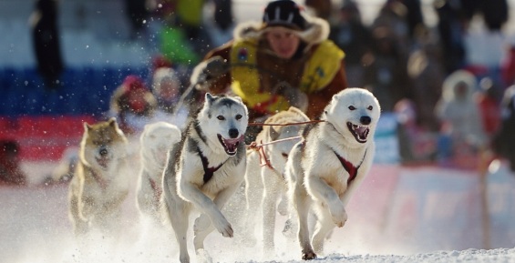 Объединенная гонка на собачьих упряжках Чукотки и Камчатки пройдет в 2018 году