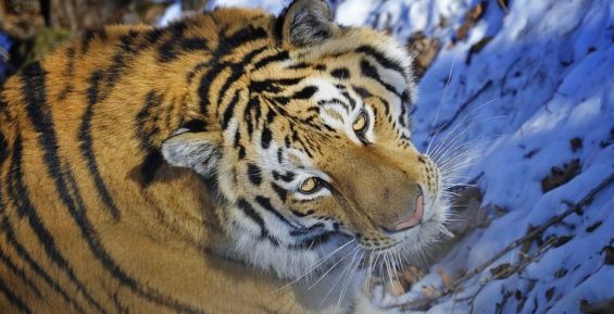Популяция амурского тигра в Хабаровском крае возросла на 40%