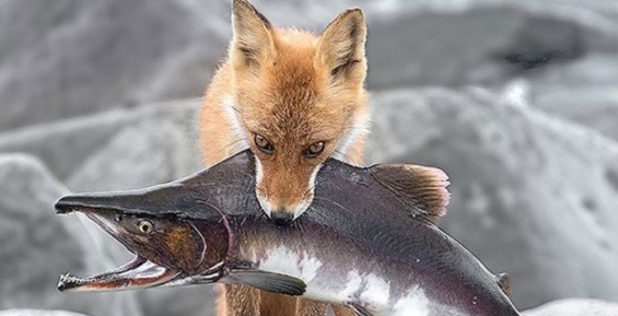 Чукотка завершила промышленный лов красной рыбы