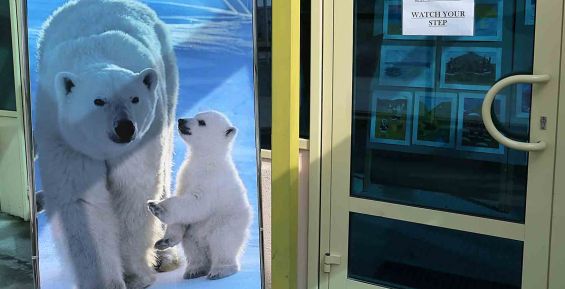 Влияние климата на белых медведей обсудили на конференции в Эгвекиноте