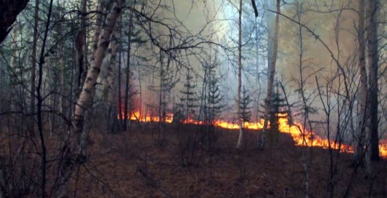 Пожарные десантники Чукотки локализовали еще два лесных пожара