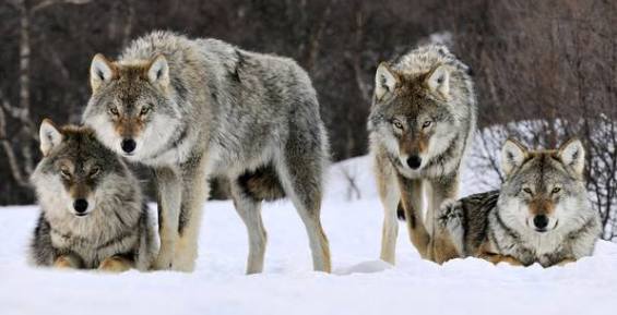 На Чукотке открывается сезон охоты на волка