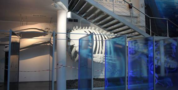 В Калининградском музее задумались над именем для чукотского кита