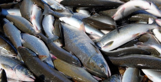 С начала путины на Чукотке выловили почти 2,5 тысячи тонн лососевых 