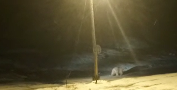  Спецотряд в Чукотском районе патрулирует село для защиты от белых медведей