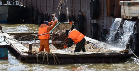 Рыбопромышленники Чукотки впервые за последние годы выбрали все квоты
