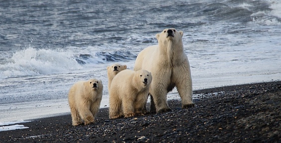 Ученые насчитали 466 белых медведей на острове Врангеля