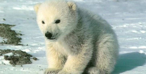 На Чукотке нашли одинокого белого медвежонка