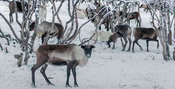 Аномально теплая погода вызвала падеж северных оленей в Якутии