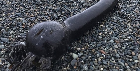 На побережье Чукотки выбросило гигантских «морских змей»