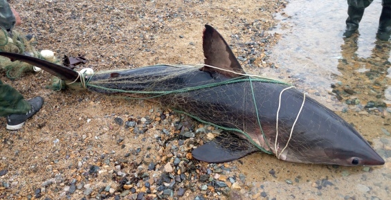 Тихоокеанскую сельдевую акулу поймали рыбаки в Провидения