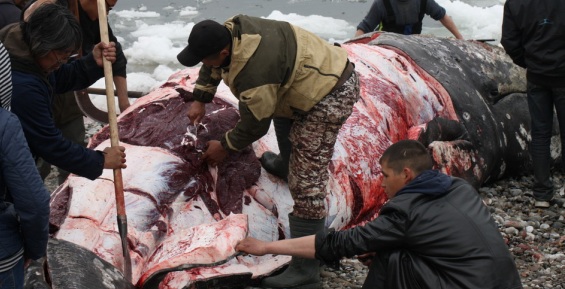 ТИНРО-Центр провел масштабное исследование серых китов на Чукотке