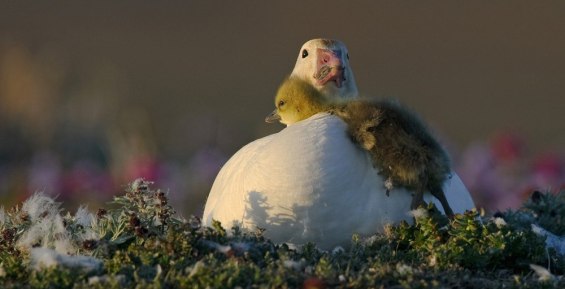 Популяция белых гусей на Чукотке достигла максимума за все время наблюдений
