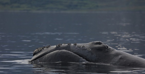 Ученые встретили редчайшего японского кита на Чукотке 