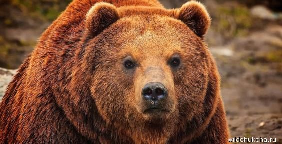 Бурый медведь ранил сотрудника метеопоста недалеко от села на Чукотке