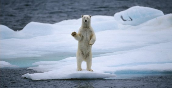 Белые медведи начали осваивать новые акватории на Чукотке