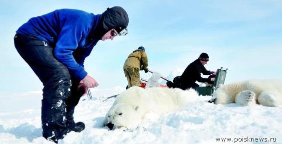 Чукотско-аляскинскую популяцию белых медведей оценили в 3300 особей