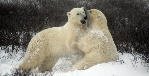 Чукотскому медведю построят вольер за 129 млн