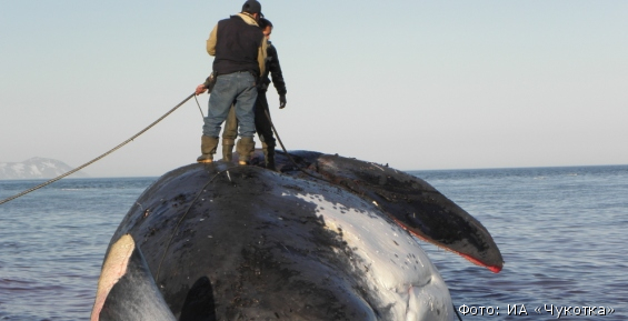 Морзверобои Чукотского района на 40% освоили годовые квоты по промыслу китов и моржей