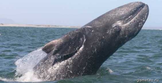 Представители Чукотки примут участие в работе международной группы по китобойному промыслу