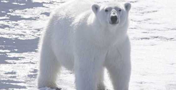 Кочнев: Отсутствие официального промысла белого медведя не ведет к увеличению популяции