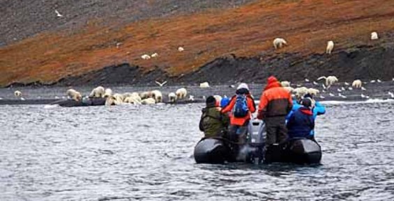 Почти 600 белых медведей обнаружили на острове Врангеля ученые из России и США