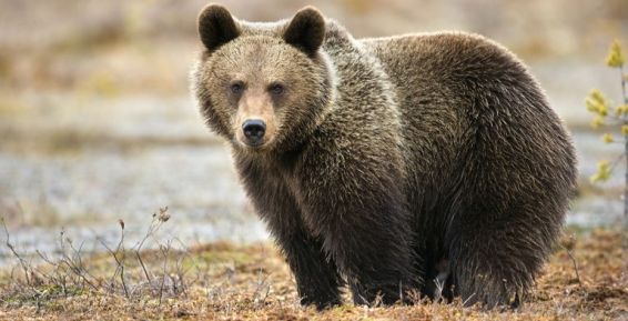 Медведь пробежался по центру чукотского села