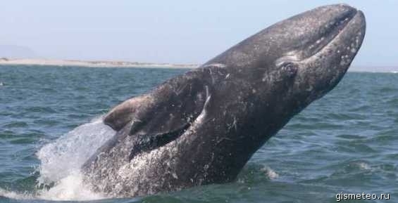 Морзверобои Чукотки: С квотой на добычу китов мы сможем жить и работать