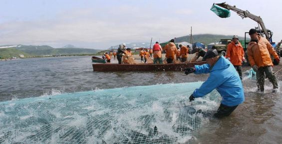 Замгенпрокурора вступился за право на рыболовство коренных народов Камчатки