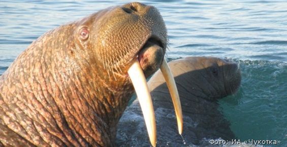 Тихоокеанские моржи «облюбовали» побережье Чукотки из-за потепления