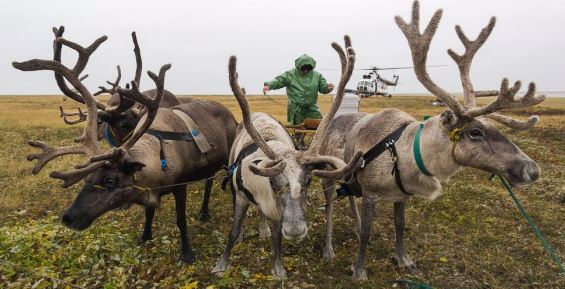 Земли оленеводов и охотников в Хабаровском крае сократили вдвое из-за дальневосточного гектара