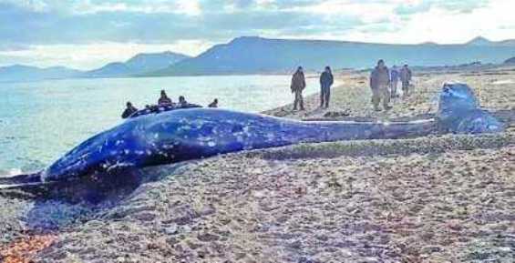 Морзверобои Янракыннота добыли первого кита в текущем промысловом сезоне
