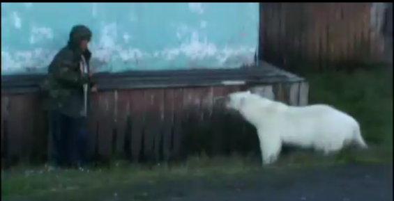 Жители Чукотки распространяют видео конфликта людей с белым медведем