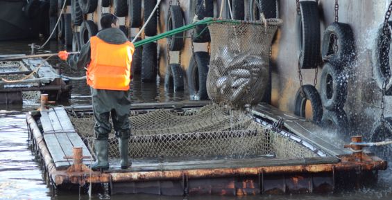 Рыбаки Чукотки выловили около 20% лососей от запланированной квоты