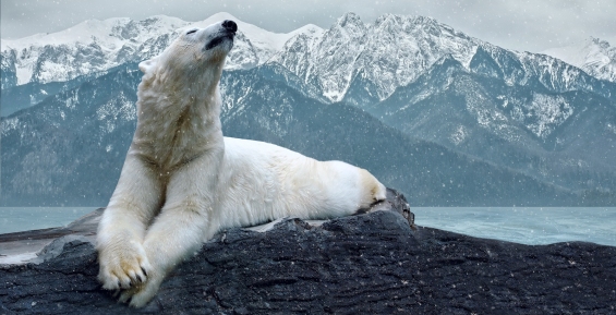 Российско-американская комиссия по белому медведю начала работу в Эгвекиноте