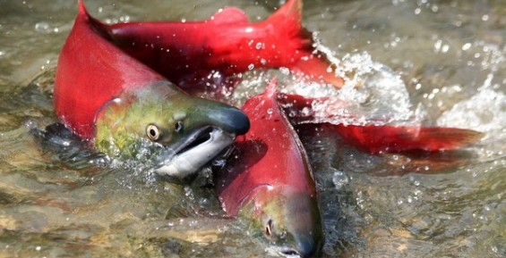 Рыбопромышленники Камчатки раздали 17 тонн красной рыбы малоимущим