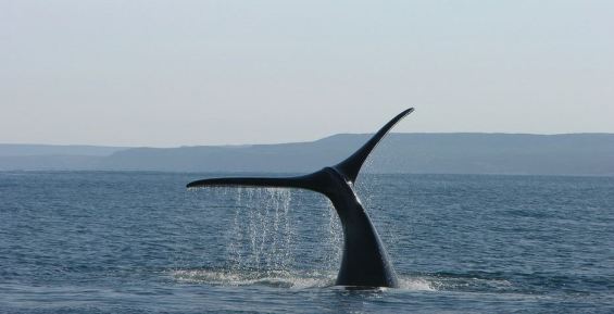 Гренландский кит застрял в устье реки в Хабаровском крае