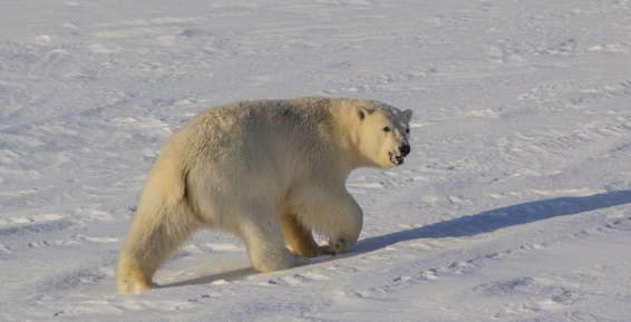 Голод вынудил белых медведей кочевать на юг Чукотки