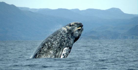 Серый кит почесался о гальку у мыса Чаплино на Чукотке