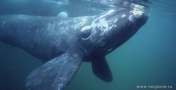 Хозяин подмосковного этнопарка планирует привезти скелет кита с Чукотки