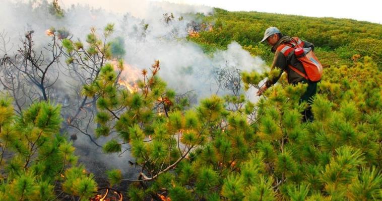 В 8,5 раза в этом году сократилось количество лесных пожаров на Чукотке