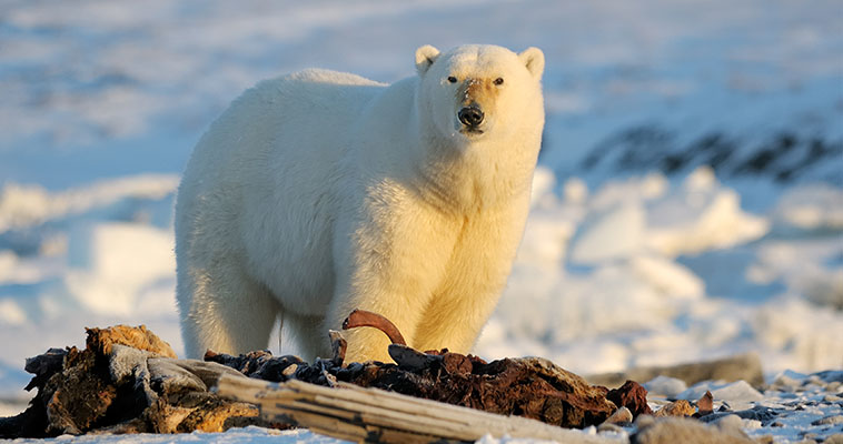 Белый медведь напал на жителя чукотского села Нешкан у туши кита