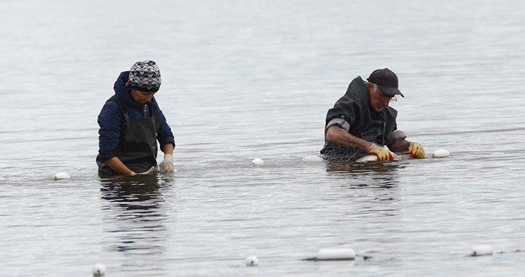 Коренным жителям Чукотки разрешат выловить 911 тонн лососевых