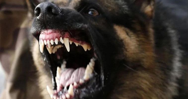 Анадырской пенсионерке выплатили компенсацию за укусы бродячих собак