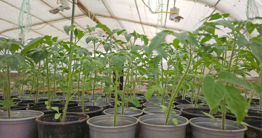 Резидент промпарка "Анадырь" высадил рассаду в новой теплице